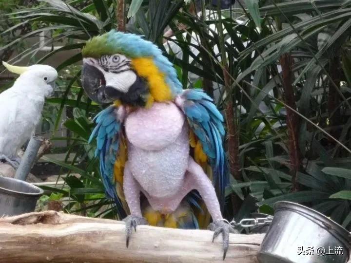 为什么总是忍不住拔倒刺,为什么会忍不住撕倒刺