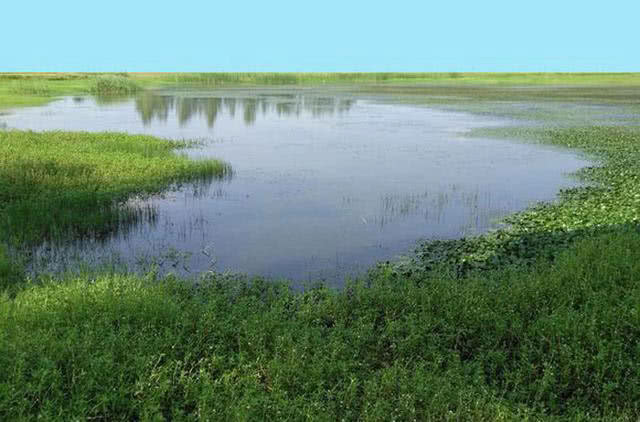 钓黑鱼妙招,钓黑鱼最好的办法视频