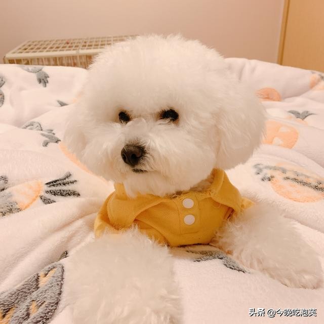 狗狗总是乱咬拖鞋怎么办,狗狗总是乱咬主人怎么办