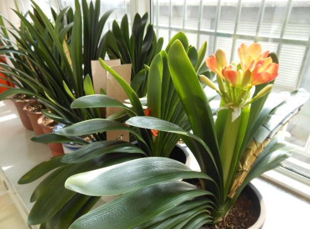 十月适合养什么花,十月现在季节养什么花不怕冷