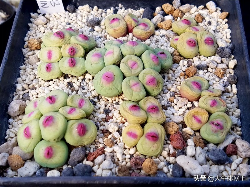 肉锥,肉锥扒皮好吗