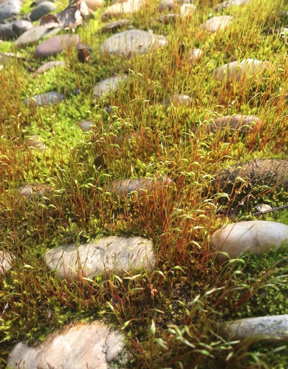 在抗失眠的战场上，我一路高歌凯旋而归！