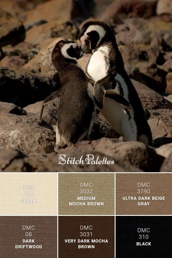 动物配色大全视频,配色的设计灵感