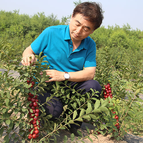 中国原产农村野果,中国野果骗局揭秘