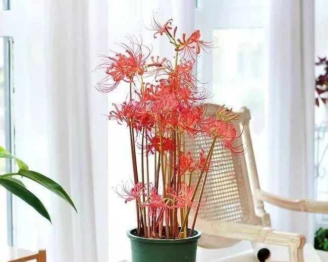 灵魂摆渡曼珠沙华的结局,灵魂摆渡的旁白曼珠沙华