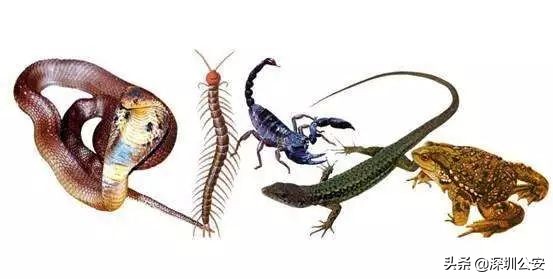 蝎子烟真的能吸吗,蝎子烟的危害