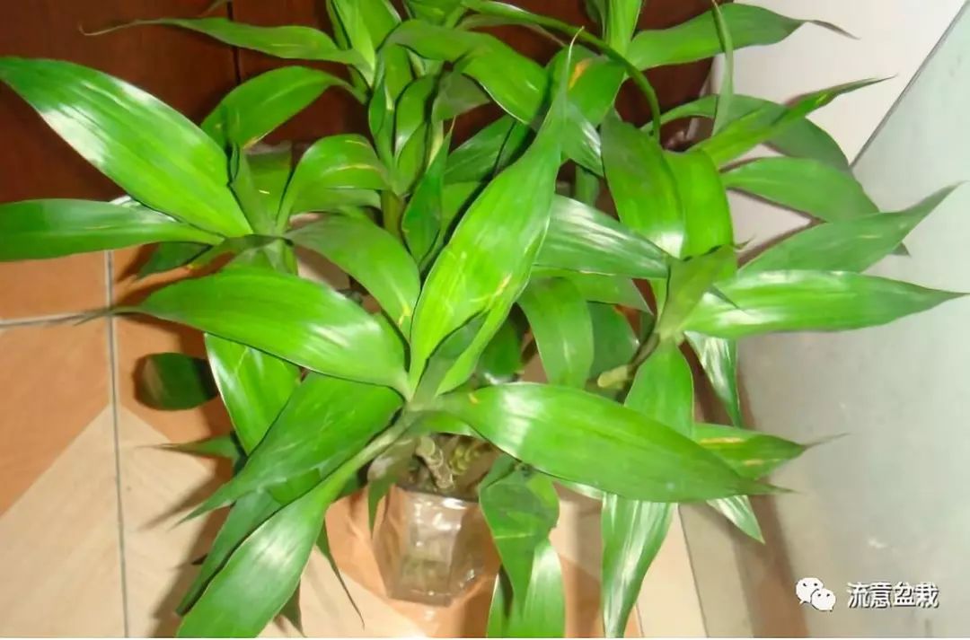 富贵竹叶子发黄怎么救还没有生根,平安竹叶子发黄干枯怎么补救