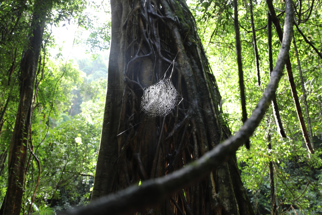 热带雨林犯罪,热带雨林案件最新结果