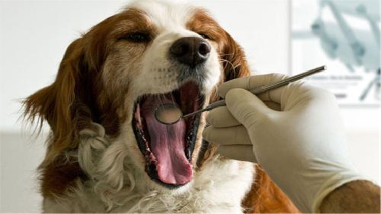 母大犬发情该怎么办,母小型犬发情爬跨如何缓解