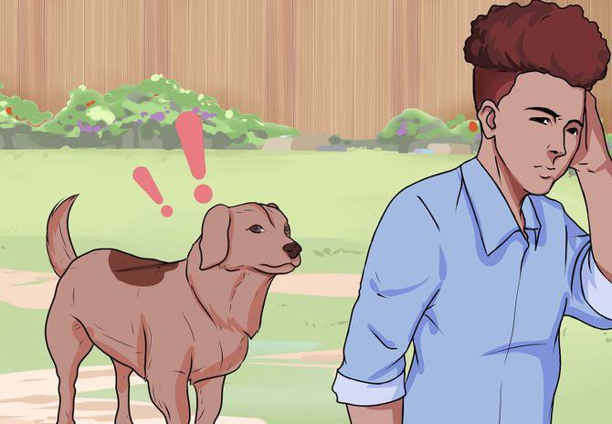 如何防止自己的狗被其他狗攻击,狗的弱点口诀