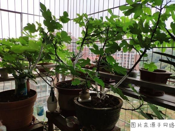 无花果被称为生命之果,生命之树盆栽