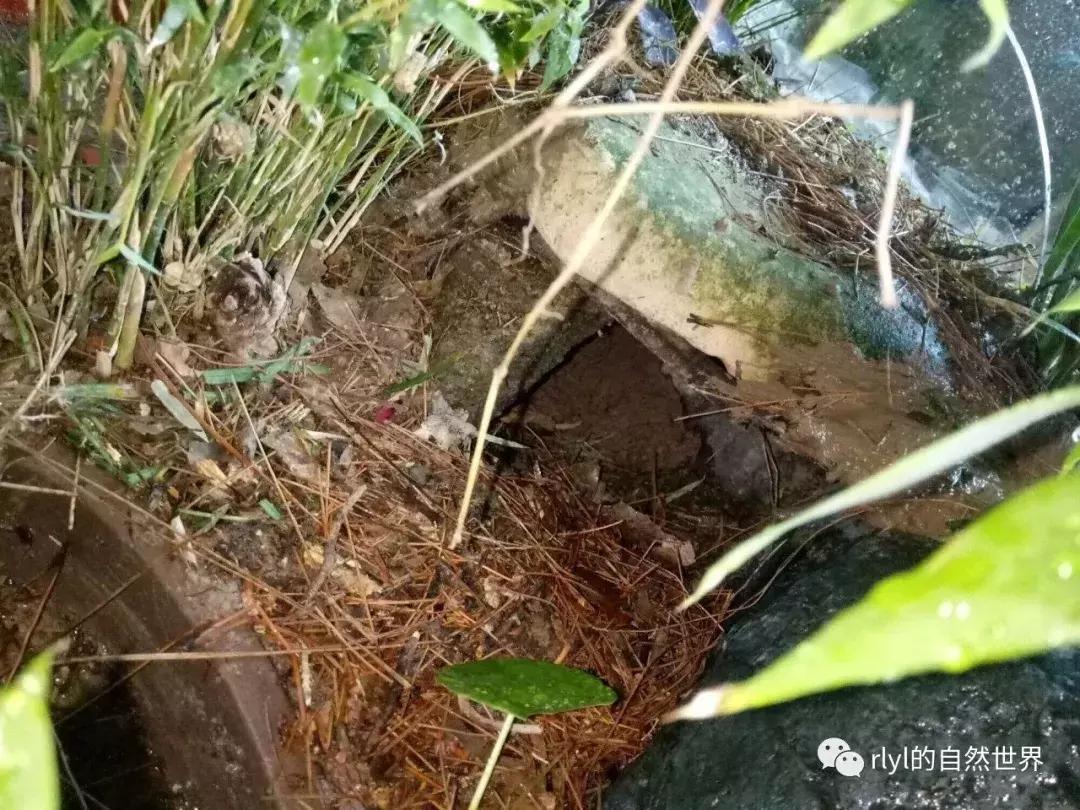 黄缘龟多大可以进环境造景,黄缘龟造景用陶粒还是火山石