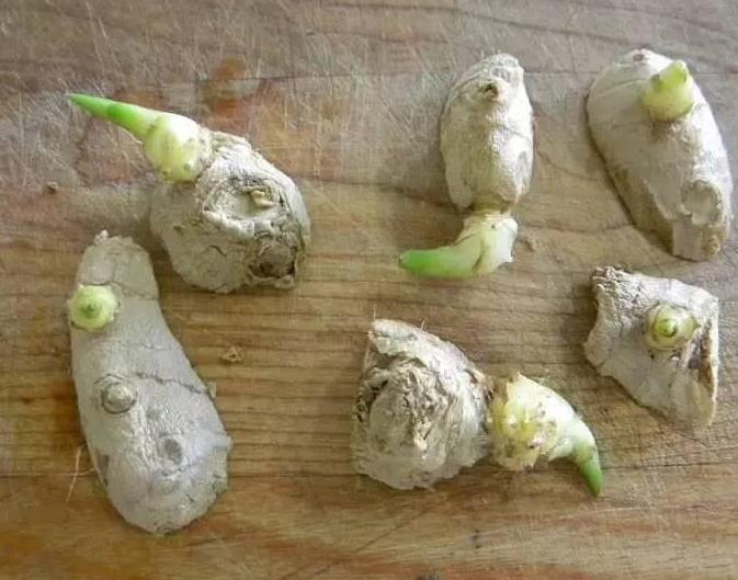 盆里放1块“生姜”,2个月长成盆栽,比月季好看,3个月后采摘!