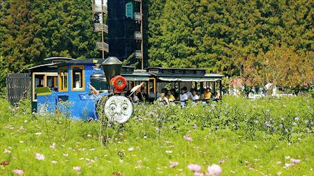 森氧之地,秋游必选!金湖万亩水上森林,真的别有趣味