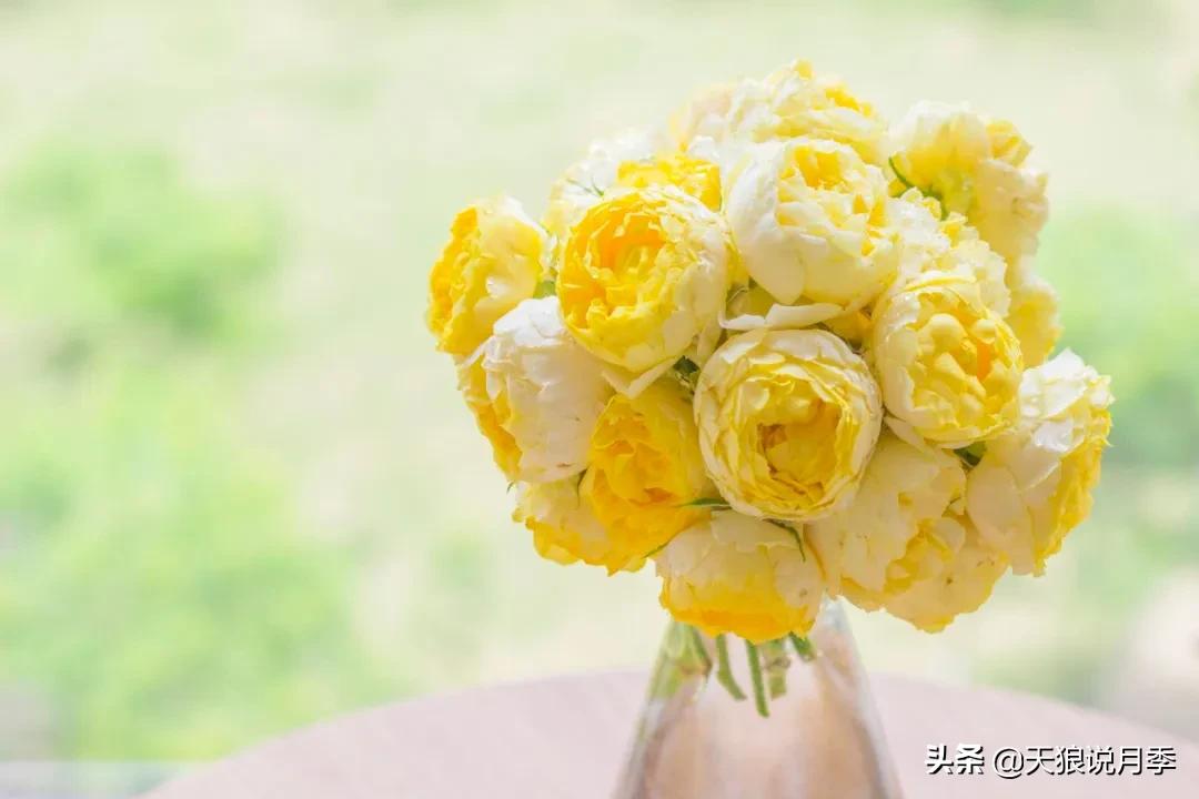 圆滚滚的绣球，瀑布般的花墙，这届花友也太会种花了吧