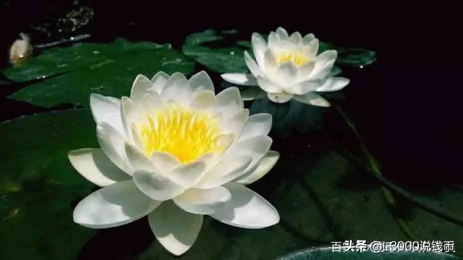 第十次花博会会花,花博会景点有哪些花展