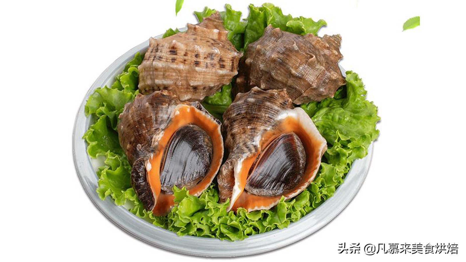 大海螺的正确吃法,最大的大海螺的正确吃法