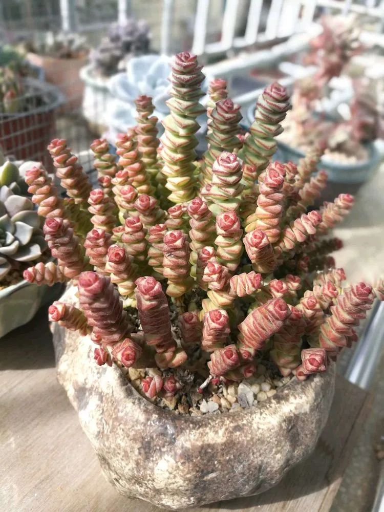 适合从小养到大的多肉,由小到大由浅入深