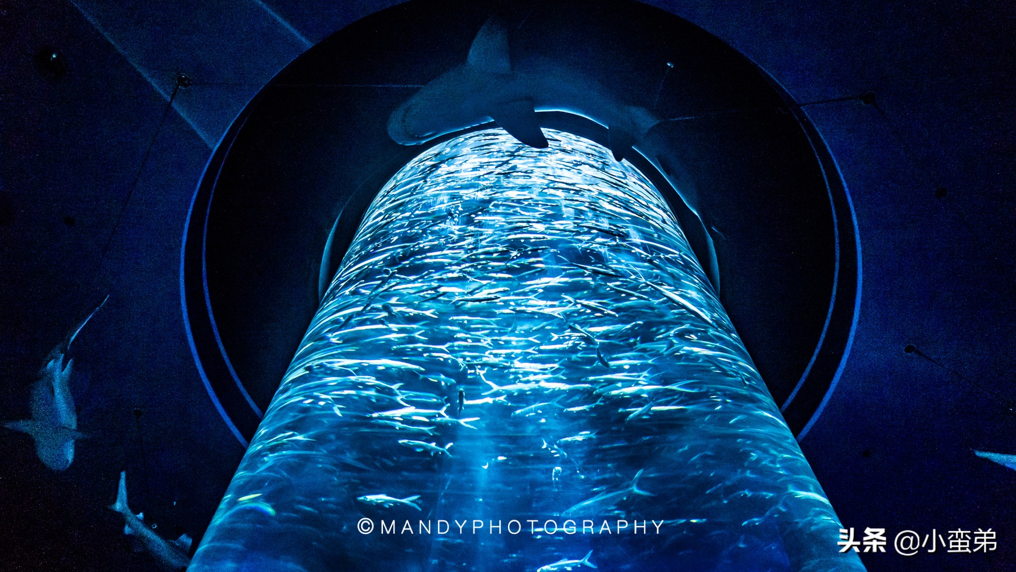 香港巡礼|是谁！敢拿水枪给20岁的海贼王庆生？