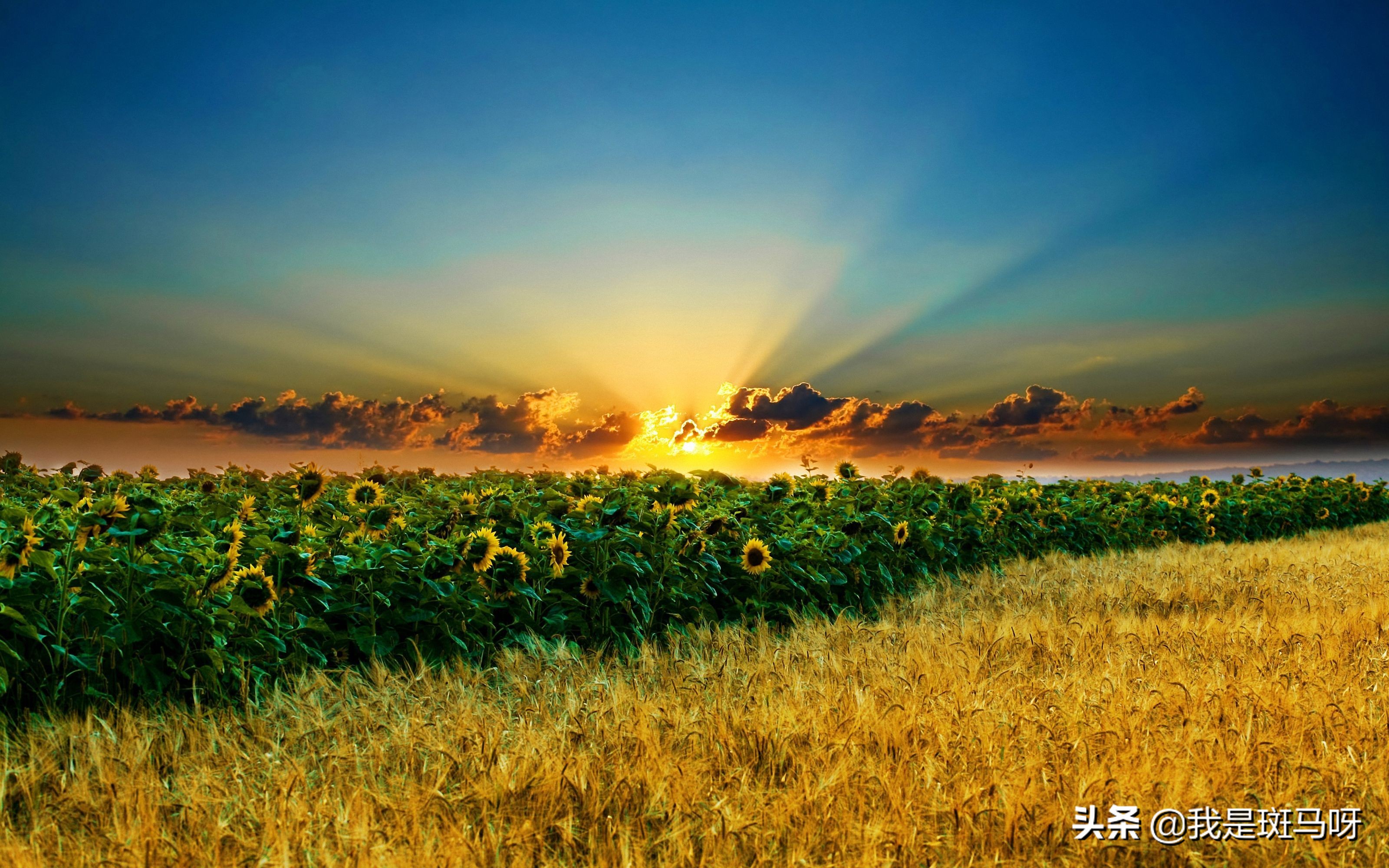 高考状元励志演讲范文,高考状元的励志故事500字