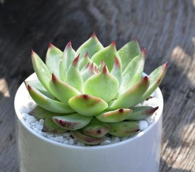 剥虾师工资,专业剥虾师