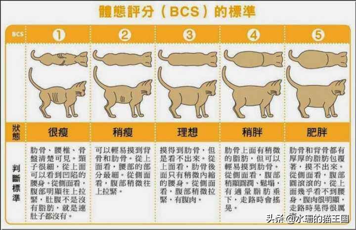 怎么避免猫吃得多,怎么防止猫吃得太胖