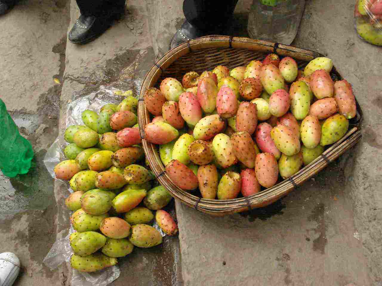 仙人掌上真的能长出火龙果吗,仙人掌长到7米