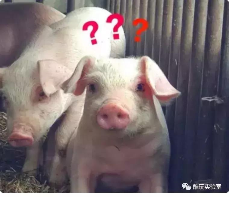 whatsyourproblem百度,百度什么问题