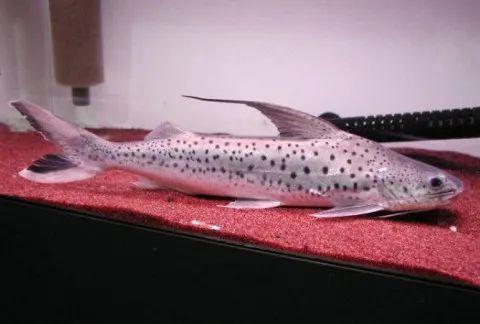 建议穷人养的10种中型观赏鱼,十大养不死的观赏鱼排名