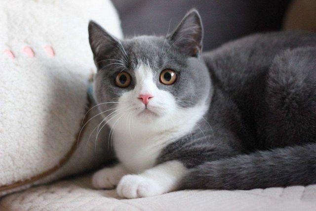 盘点宠物布偶猫,世界上最可爱的猫咪布偶猫