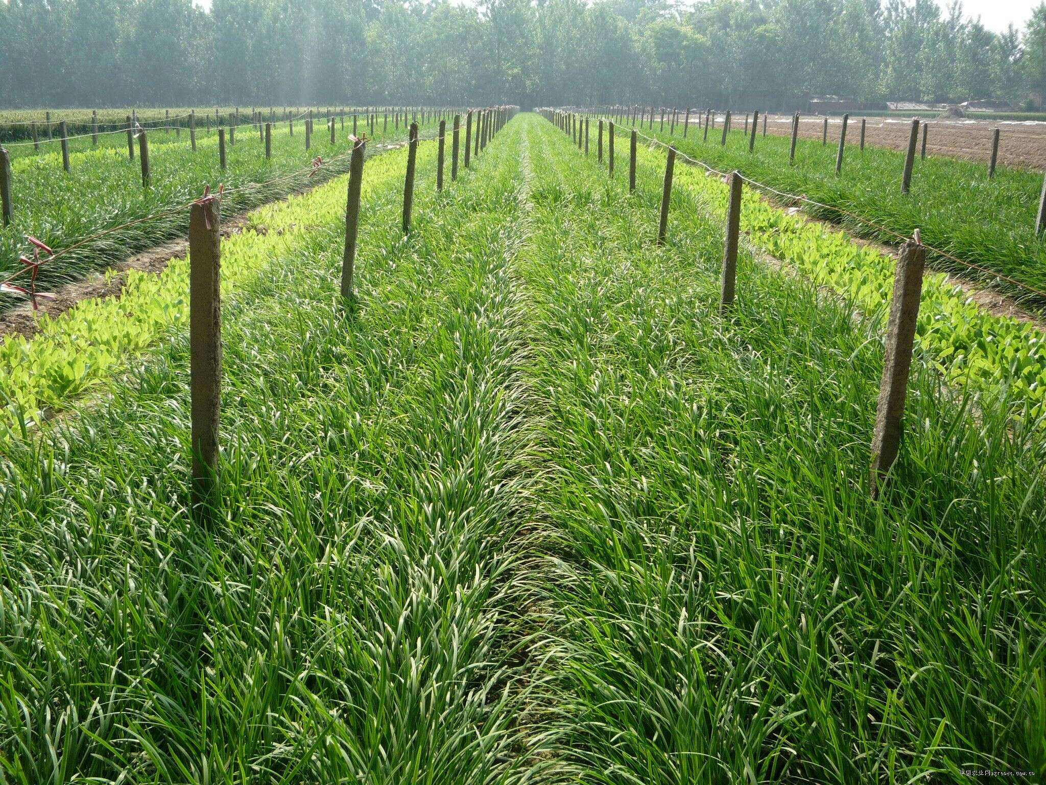 正宗最好的韭菜种植方法,韭菜种植营养方案