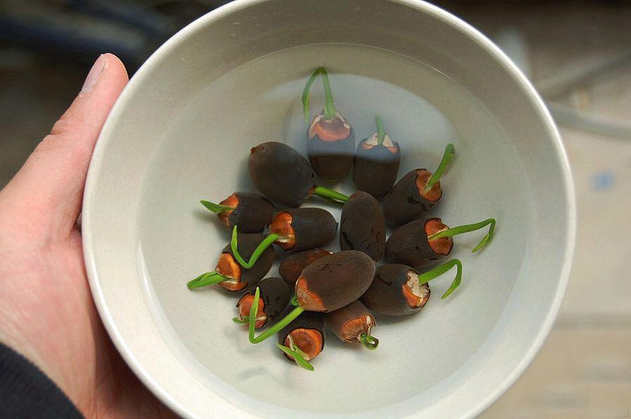 盆里养了碗莲，为啥一直不开花？这样养护，80天开出小荷花