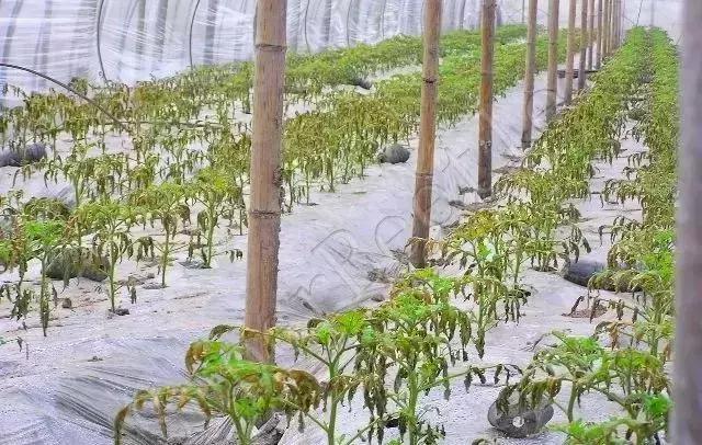 农友：我家有“粪”不用花钱买有机肥？对不起，你的灾难要来了