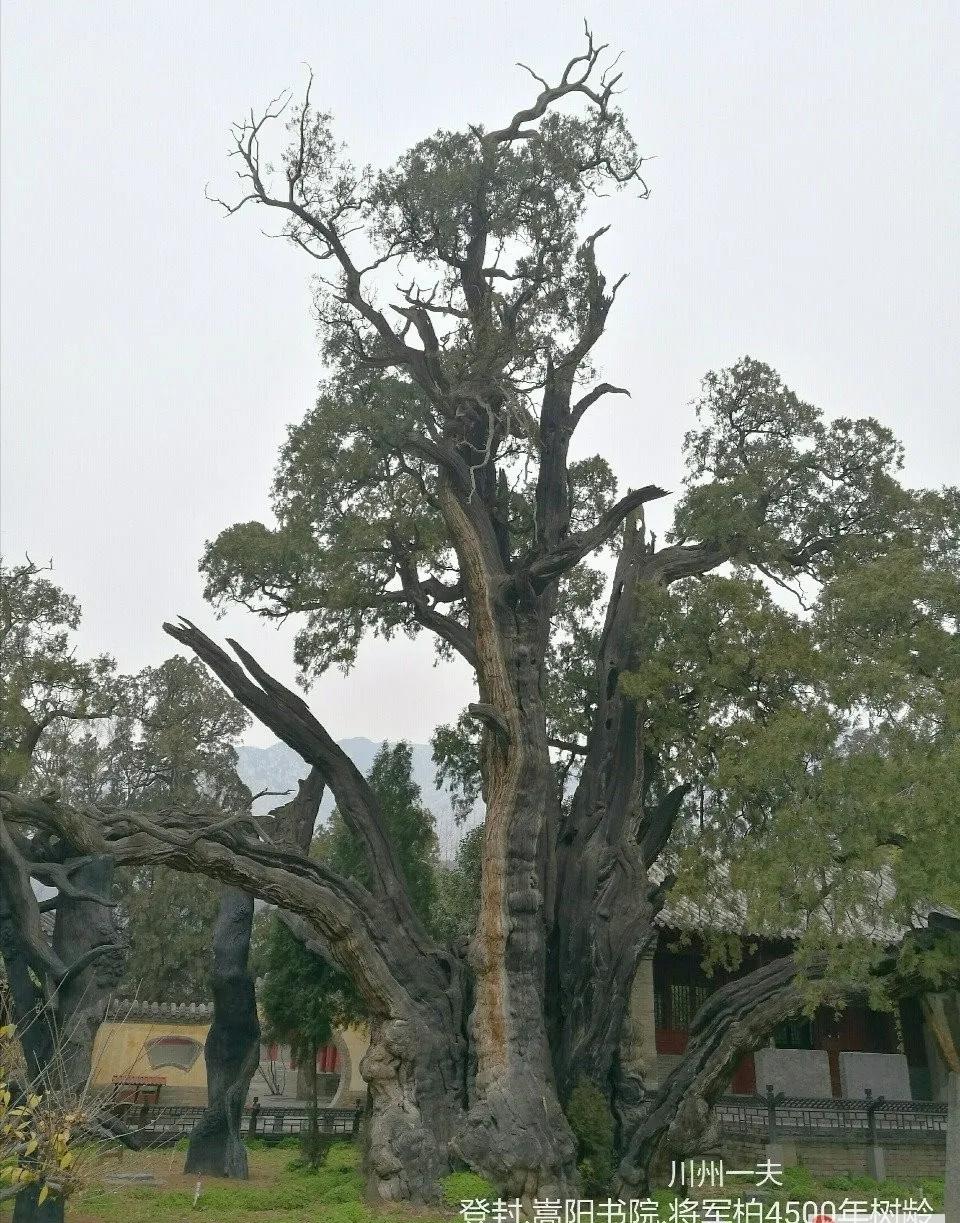 登封嵩阳书院游玩攻略路线图,嵩阳书院旅游攻略