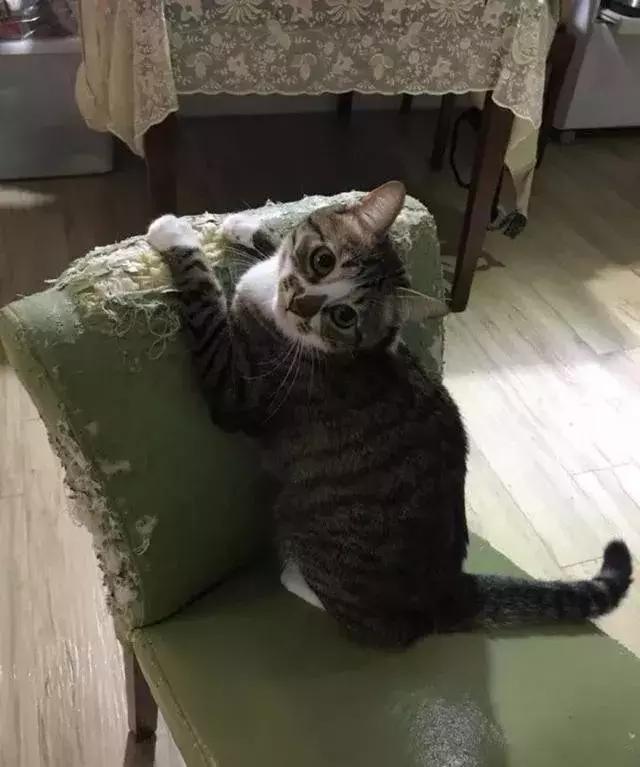 网友哭了：抓破沙发、抓坏窗帘，猫咪为什么那么喜欢到处磨爪子？