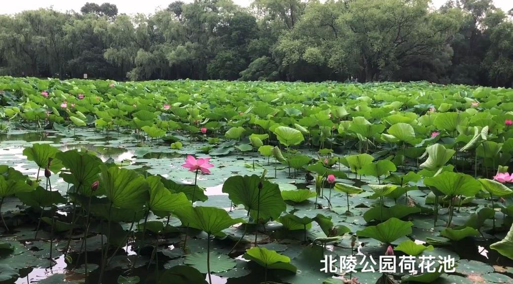 沈阳荷花游玩时间,现在沈阳哪个公园荷花开放