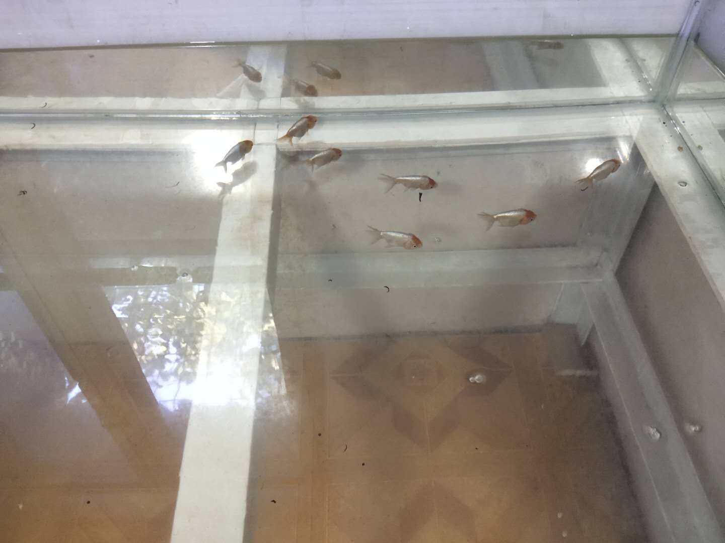 金鱼红顶虎,精品红顶虎金鱼