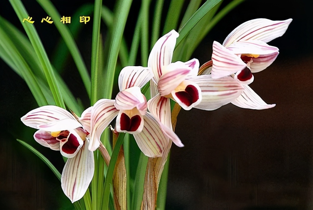 莲瓣兰心心相印种植基地,心心相印莲瓣兰谁种得最多