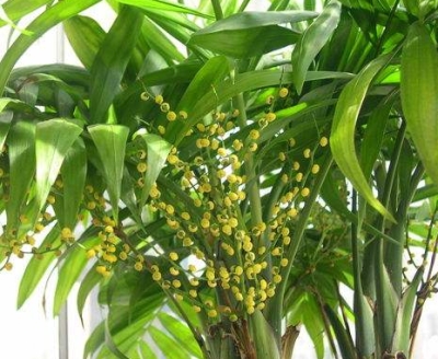 富贵椰子发黄怎么救,富贵椰子怎么分株栽培视频