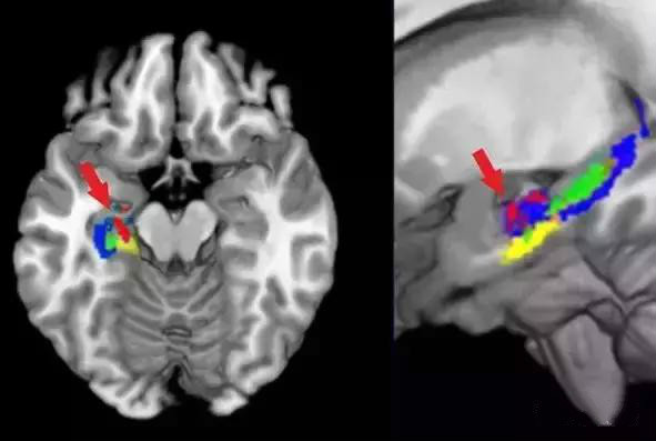 科学发现原子,科学发现植物的灵性