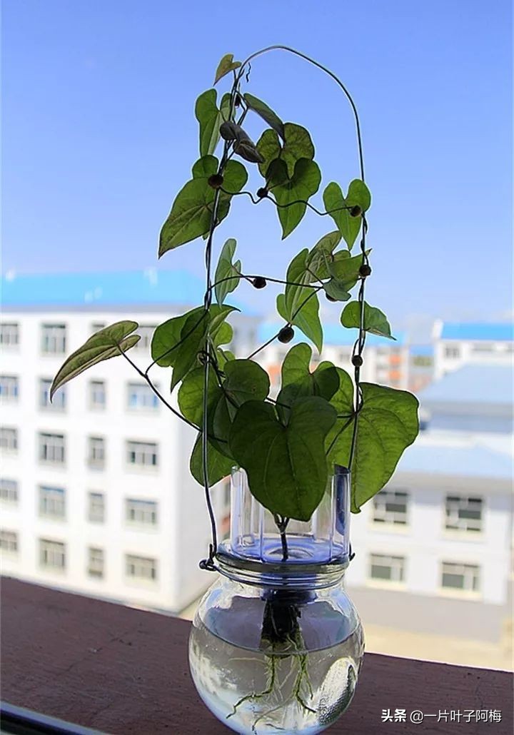 一节山药丢水里，疯狂长藤“冒金豆”，赏叶又吃豆，*管双**齐下