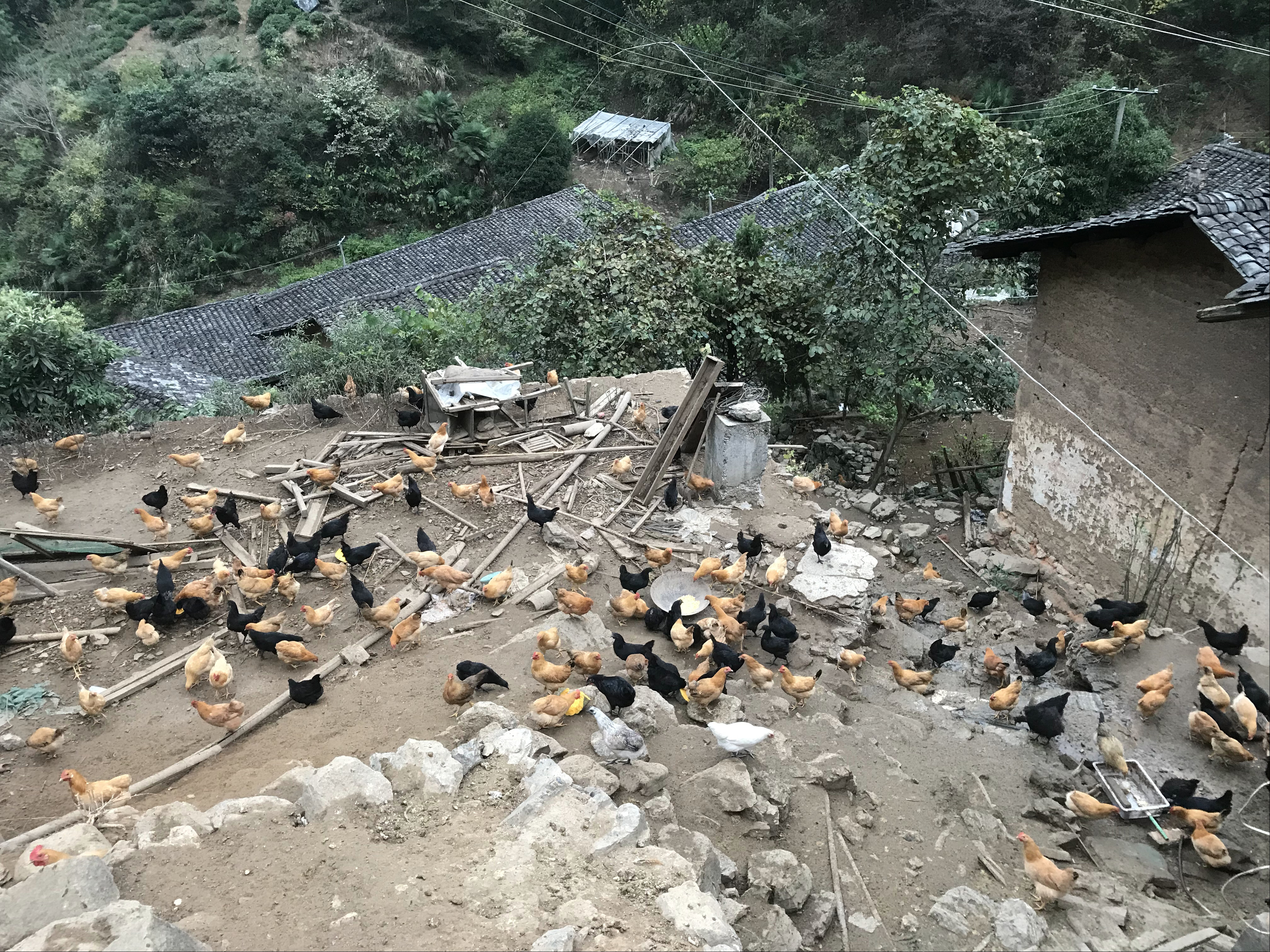 养殖2000只土鸡的成本与利润,怎么养土鸡赚钱