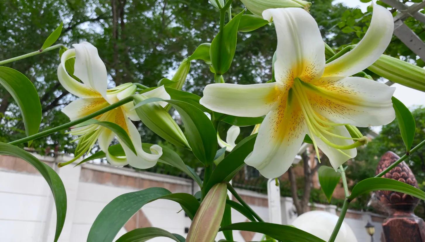 百合品种怎么选,北方花园适合种什么树