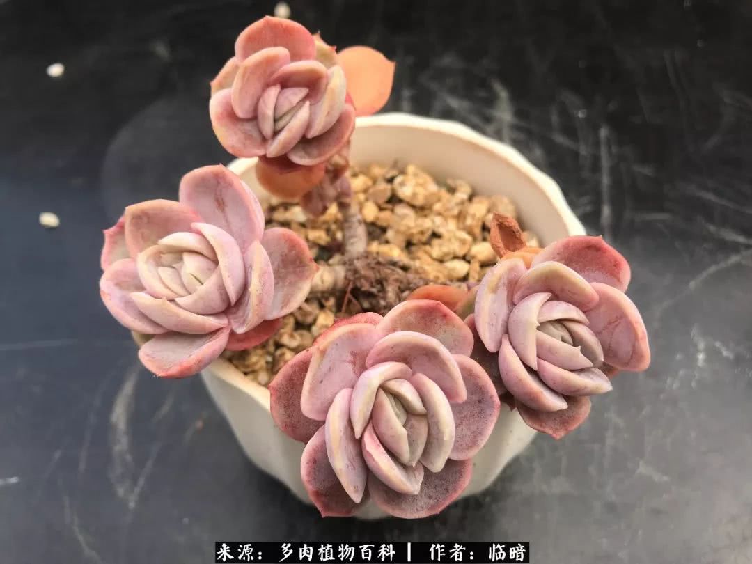 多肉带给我的感情,多肉给人们带什么作用