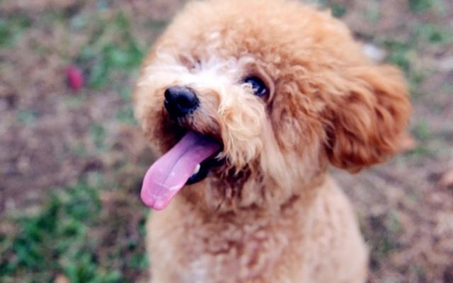 泰迪吠叫训练方法介绍,你家泰迪做过哪些事