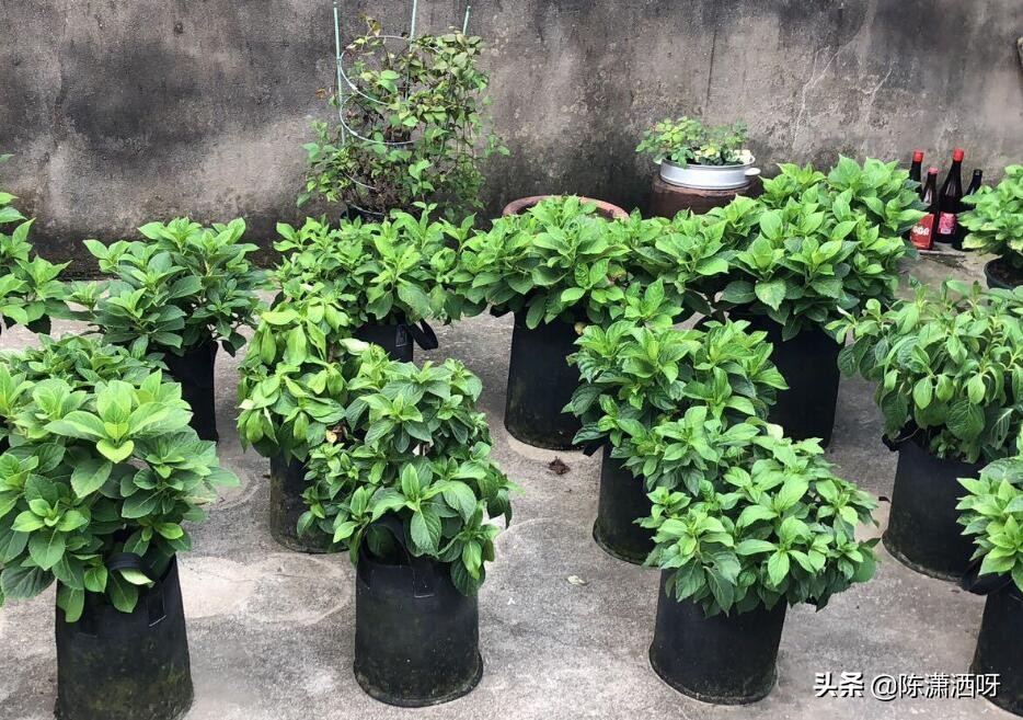 常见花卉花盆图片大全,各种花盆的优缺点图片介绍