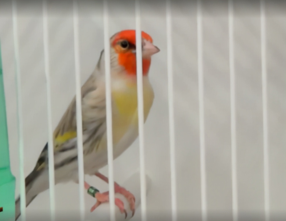 一种来自非洲的野鸟,被人工繁育出数百个品种,惊艳了整个世界