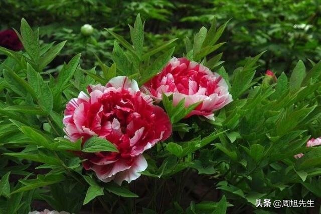 北京景山公园值得一去吗,游北京景山门票多少钱