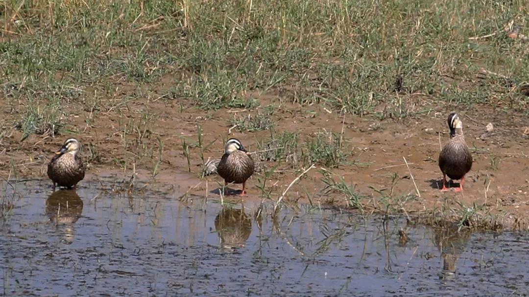 涂上黄色的“润唇膏”，TA就是野鸭中最靓的仔
