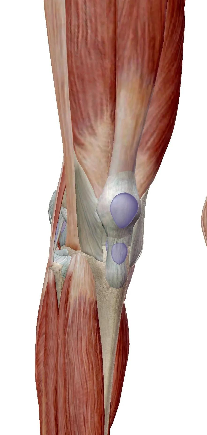 膝关节疼痛疾病的诊断及治疗,膝痛诊断与治疗原则